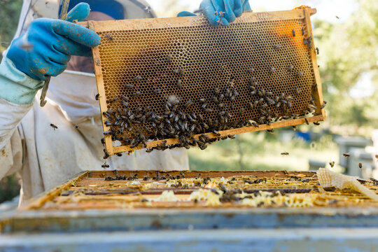 Beekeeper inspect honeycomb frame with Apis mellifera bees