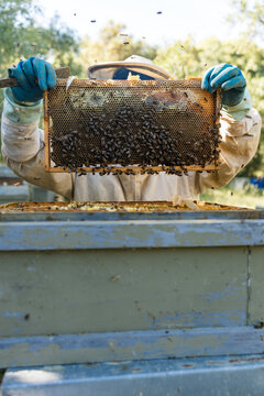 Beekeeper inspect honeycomb frame with Apis mellifera iberiensis