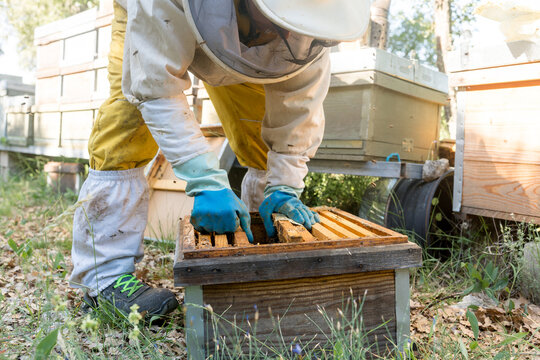 Beekeeper inspect Layens hive in sainfoin field