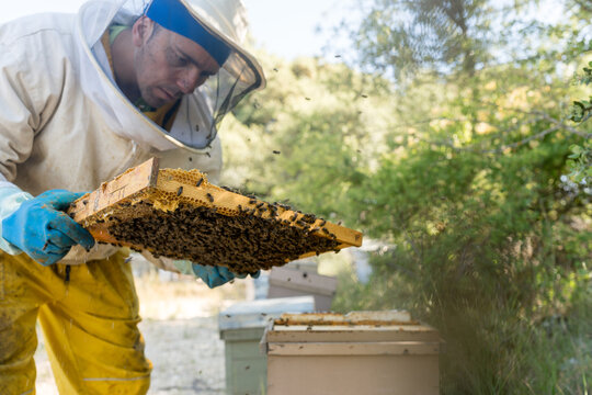 Beekeeper inspect hive frame to locate queen bee