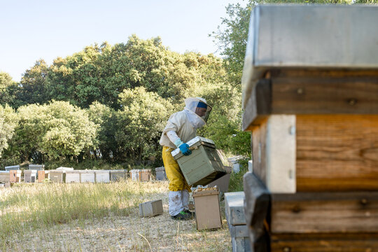 Beekeeper inspect Langstroth hives in a rural apiary
