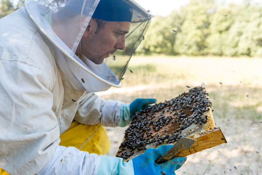 Beekeeper inspect hive frame to locate queen bee