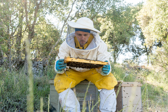 Beekeeper inspect hive frame to locate queen bee