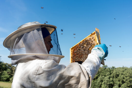 Beekeeper inspect honeycomb frame to locate queen bee