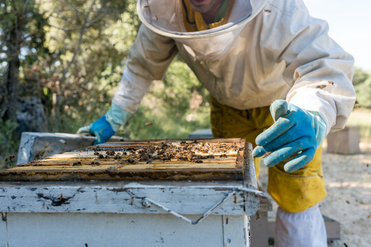 Beekeeper inspect honeybee colony in wooden hive outdoors