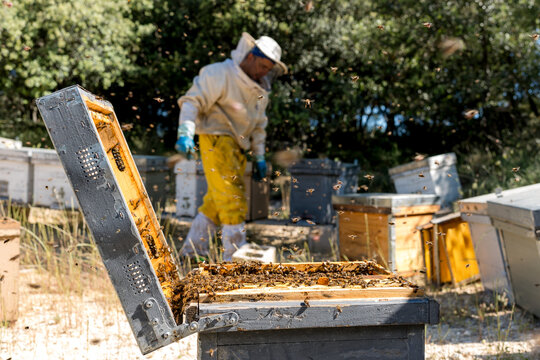 Beekeeper tending Apis mellifera iberiensis Langstroth hives