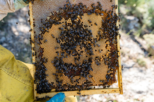 Honeybee colony on hive frame during beekeeping inspection
