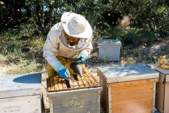 Beekeeper inspect Langstroth hive frame with honey bees