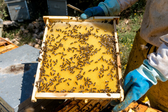 Beekeeper inspect honeycomb frame with Apis mellifera iberiensis