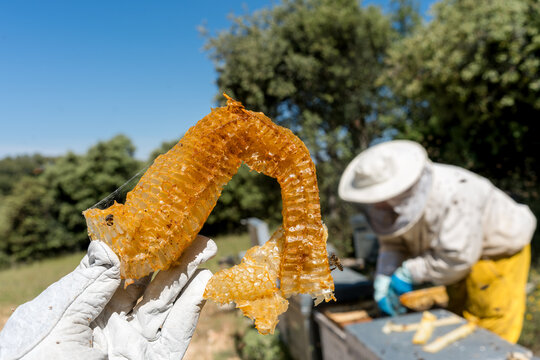 Beekeeper holding honeycomb with Apis mellifera iberiensis