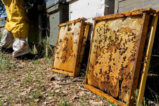 Beekeeper inspect honeycomb frames from Langstroth hives