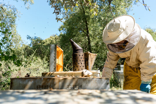 Beekeeper inspect honey bee hive in apiary