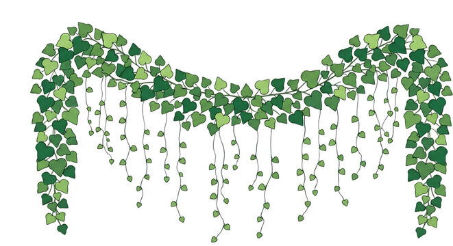 A decorative hanging garland of lush green ivy leaves on black background
