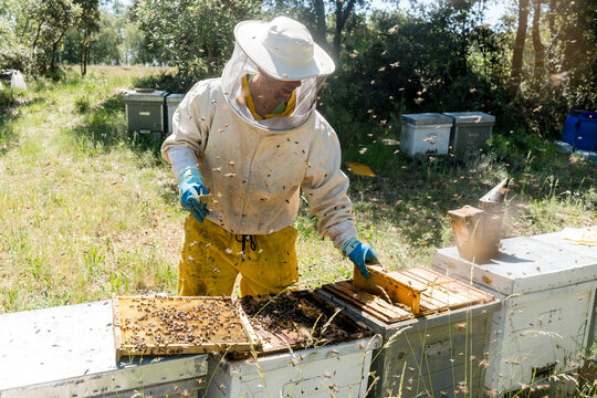 Beekeeper inspect Langstroth hive with Apis mellifera iberiensis