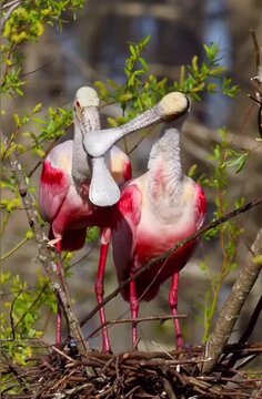 roseate spoonbill elegant pink pair