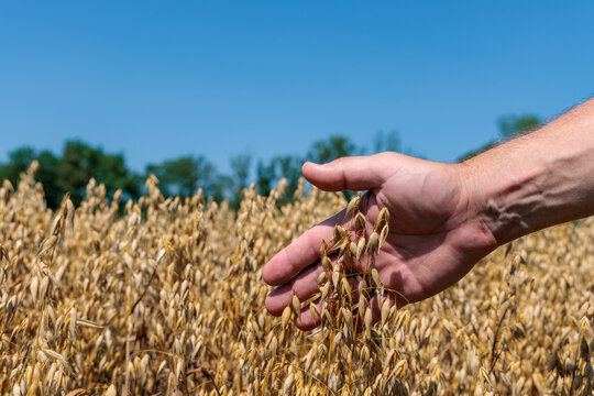 Farmer hand touching golden ripe oats stalks in oat field under clear blue sky, agricultural harvest and quality concept
