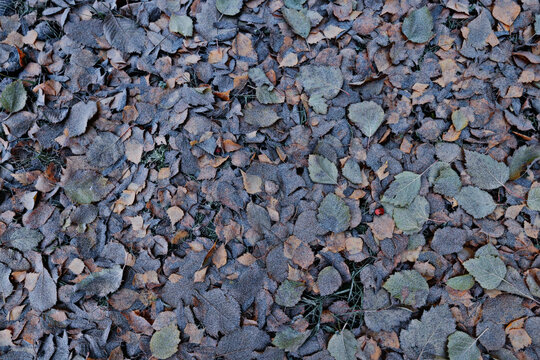 Autumn fallen leaves on the ground, flat abstract background, seasonal texture