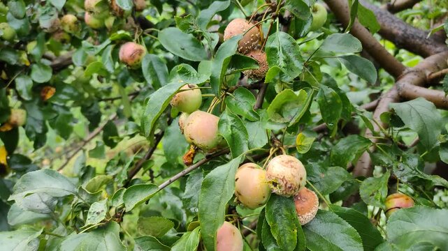 Apples with rot hanging on tree branch in orchard video