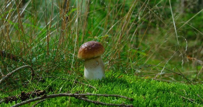 Porcini mushroom growing in the wild coniferous forest. Boletus edulis. Edible mushrooms. Mushroomer covers the hole in the moss to protect the mycelium. Environmentally friendly products.