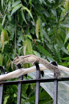 a beautiful  Squirrel, known scientifically as Funambulus palmarum.
