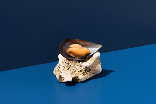 Open mussel shell on coral against blue background