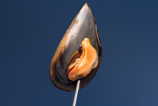 Open mussel shell with orange flesh on blue background