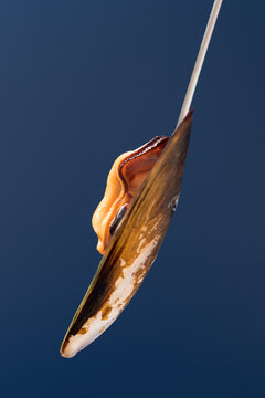 Mussel mollusk suspended on string against blue background