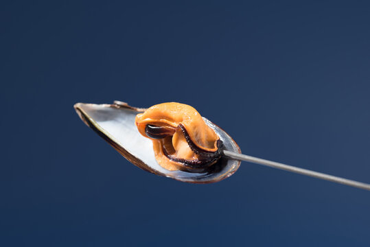 Open mussel shell with orange mollusk on blue background