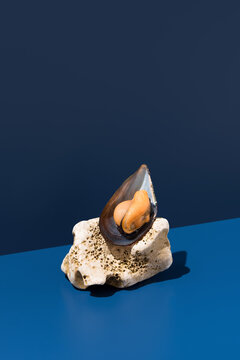 Mussel mollusk on coral against deep blue background