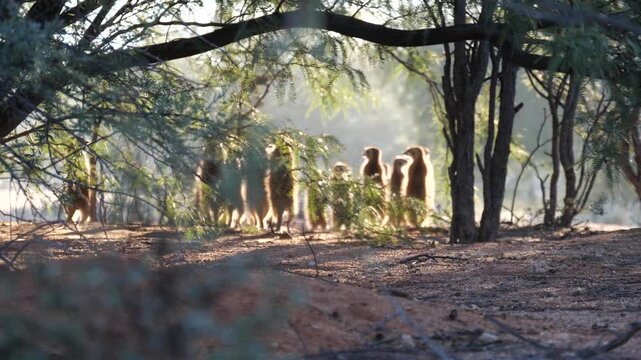 Big group of meerkat (Suricata suricatta) or suricate basking in the afternoon sun back lit by the sun the Kalahari Northern Cape South Africa 4K Video.