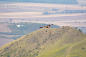 Fototapeta premium Large bird of prey soaring through sky over rolling volcanic hills of Northern Bohemia