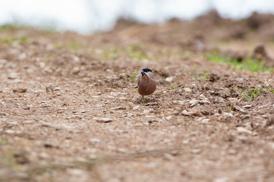 Eurasian Bullfinch (Pyrrhula pyrrhula) collecting nesting material on forest ground