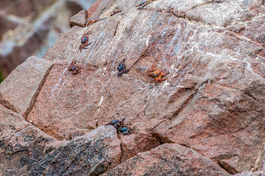A view of Sally Lightfoot crabs on a rocky islet in the Ballestas Islands, Paracas, Peru in the dry season
