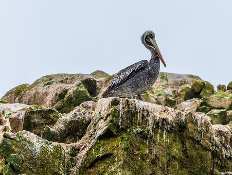 A view of a Brown Pelicans perched high up on a rocky cliff of an islet in the Ballestas Islands, Paracas, Peru in the dry season