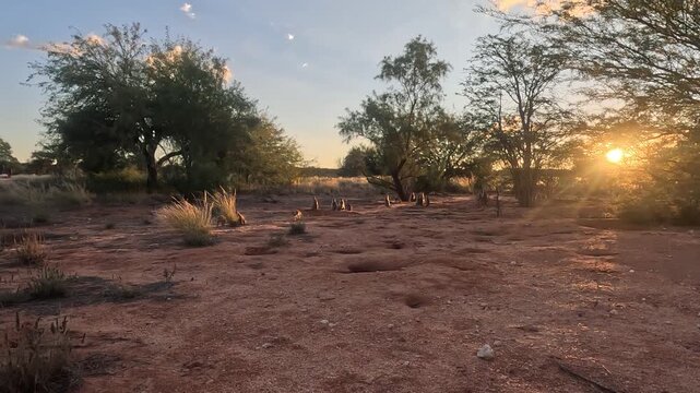 Big group of meerkat (Suricata suricatta) or suricate basking in the afternoon sun the Kalahari Northern Cape South Africa sun setting 4K Video.