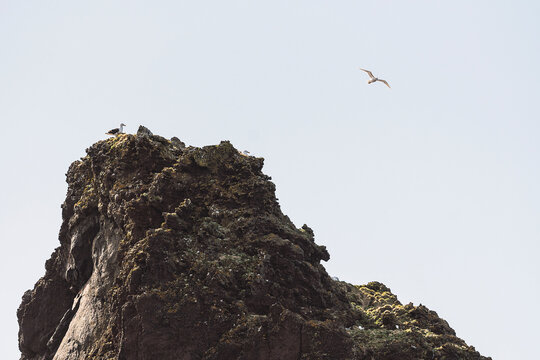 Seabird above volcanic sea stack on Icelandic coast