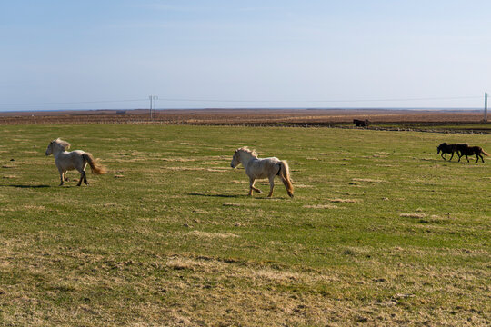 Icelandic horse run across open grassland on a trip
