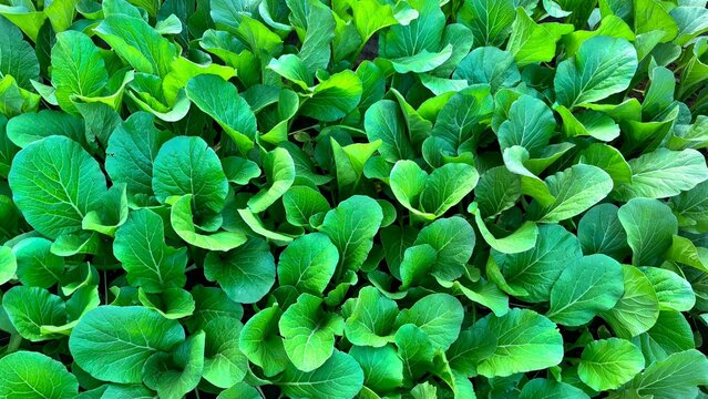 Fresh green mustard greens are thriving in the garden.