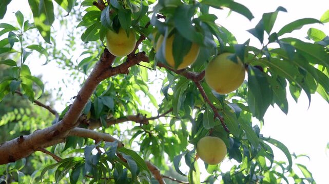 Ripe nectarine fruits hanging on tree branches in orchard, fresh juicy red nectarines with green foliage under natural sunlight