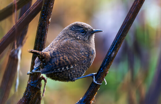 Eurasian Wren (Troglodytes troglodytes) in its natural habitat, perched among dense vegetation and showcasing its compact body and distinctive upright tail.