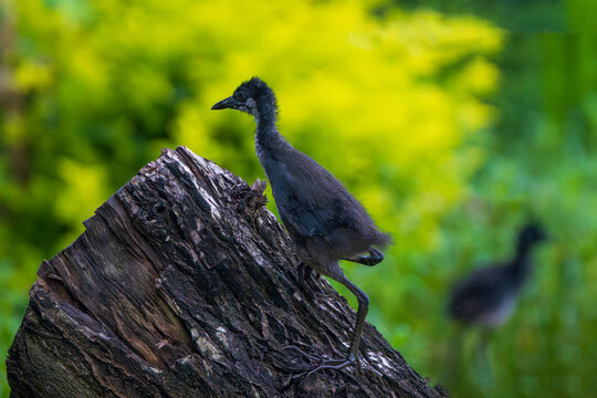 White-breasted Waterhen chick (Amaurornis phoenicurus) in its natural wetland habitat, showcasing its fluffy plumage and delicate appearance.