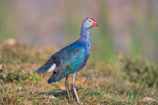 Gray-headed Swamphen, formerly known as Purple Swamphen, in its natural wetland habitat, showcasing its distinctive plumage and long legs.
