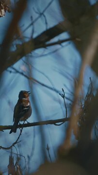 Eurasian Chaffinch, Common Chaffinch