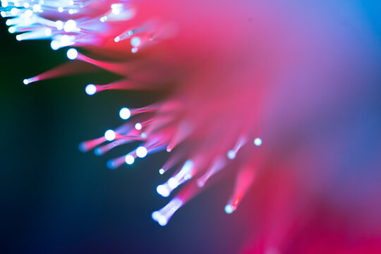 Abstract fiber optic light background in blue and magenta