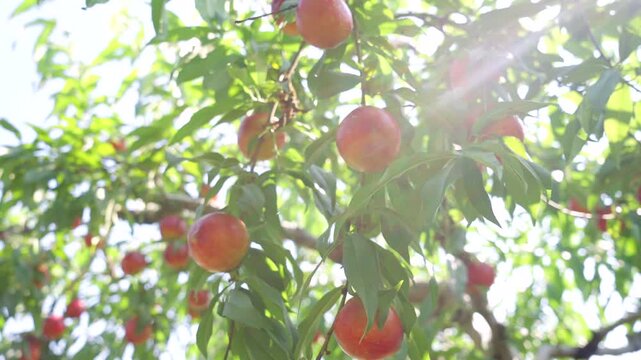 Ripe nectarine fruits hanging on tree branches in orchard, fresh juicy red nectarines with green foliage under natural sunlight