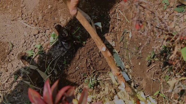 Rotten vegetable scraps lie buried in shallow soil pit, decomposing into planting medium. Wooden stick marks the compost hole, surrounded by dry leaves and cracked earth. Sparse green sprouts emerge n