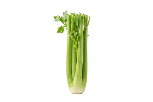 Fresh organic celery stalk isolated on a black background