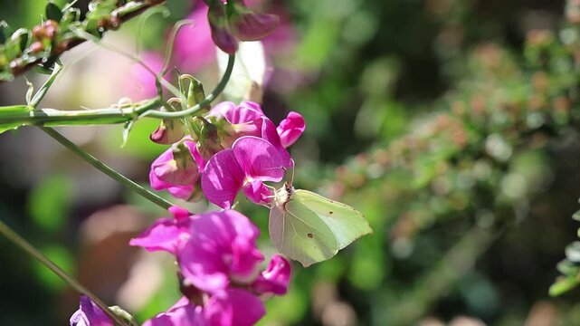 Brimstone butterfly feeding on sweet pea flowers in slow motion