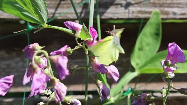 Brimstone butterfly feeding on sweet pea flowers in slow motion