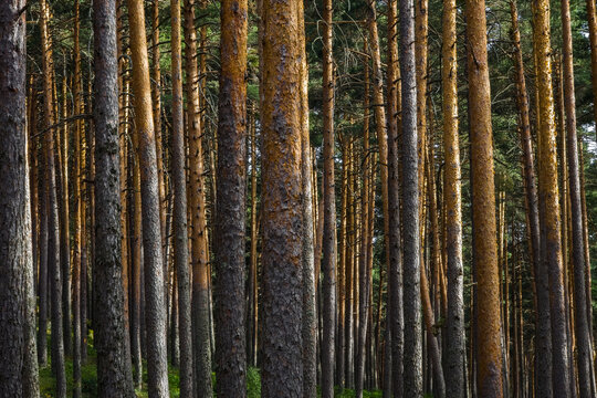 Dense Scots pine forest with sunlit textured tree trunks